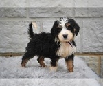 Small #2 Bernedoodle