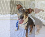 Spain - Male Bullboxer Pit Dog for Adoption - Small photo