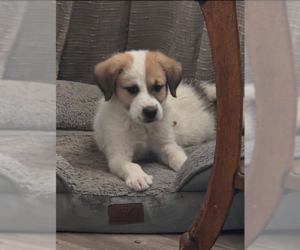 Anatolian Pyrenees Dogs for adoption in MIDWAY, UT, USA