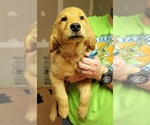 Puppy Light Blue Golden Retriever
