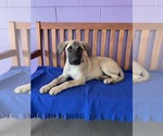Small Anatolian Shepherd Mix