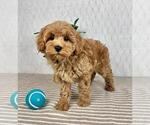 Small #3 Cavapoo