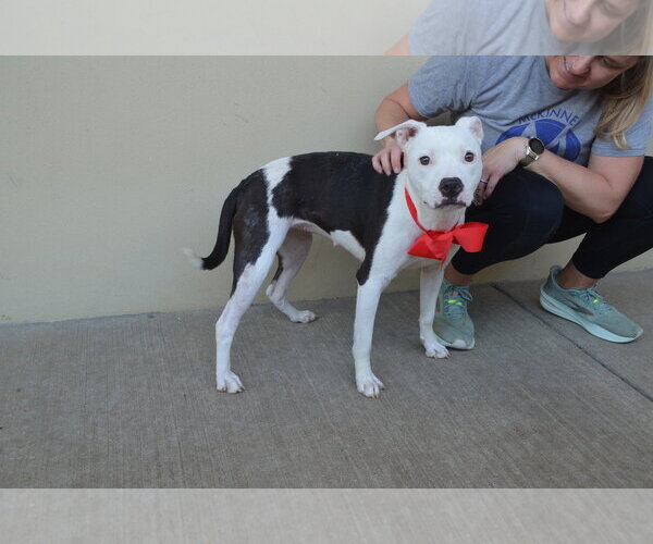 Medium Photo #2 American Pit Bull Terrier-Unknown Mix Puppy For Sale in McKinney, TX, USA