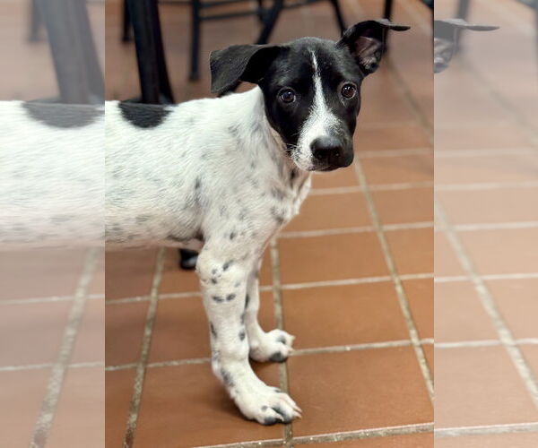 Medium Photo #5 Pointer-Unknown Mix Puppy For Sale in Jefferson, NJ, USA