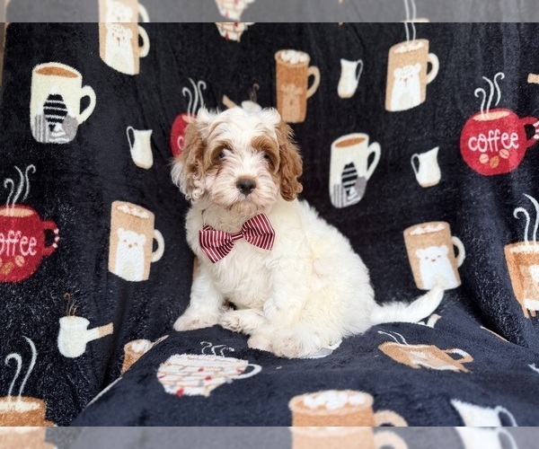 Medium Photo #9 Goldendoodle (Miniature) Puppy For Sale in LAKELAND, FL, USA