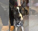 Small Photo #3 Huskies -Mastiff Mix Puppy For Sale in Pottstown, PA, USA