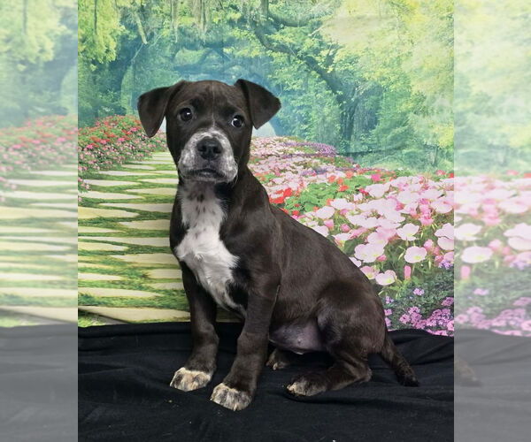 Medium Photo #1 American Staffordshire Terrier-Unknown Mix Puppy For Sale in Lakewood, CO, USA