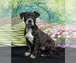 Small American Staffordshire Terrier Mix
