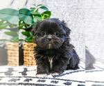 Small Photo #2 Shih Tzu Puppy For Sale in SYRACUSE, IN, USA