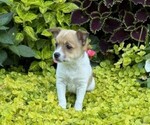 Small #1 Fox Terrier (Smooth)