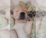 Small Photo #5 Golden Retriever Puppy For Sale in RICHMOND, TX, USA