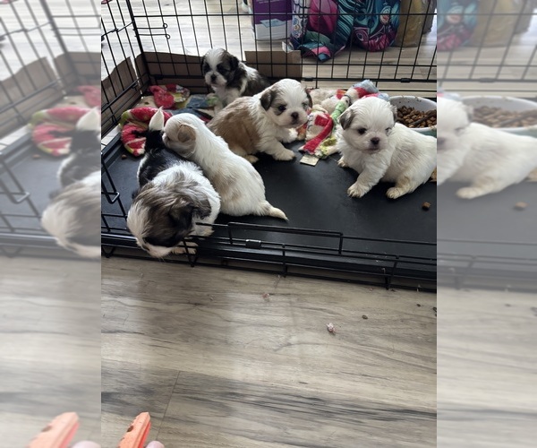 Medium Photo #1 Shih Tzu Puppy For Sale in ROCK ISLAND, IL, USA
