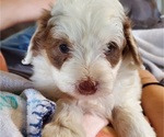 Small #17 Bernedoodle (Miniature)