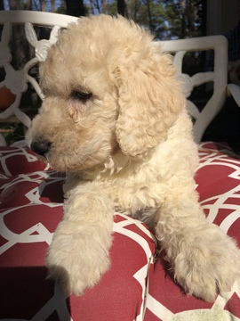 Medium Photo #9 Labradoodle Puppy For Sale in KATY, TX, USA