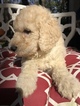 Small Photo #9 Labradoodle Puppy For Sale in KATY, TX, USA