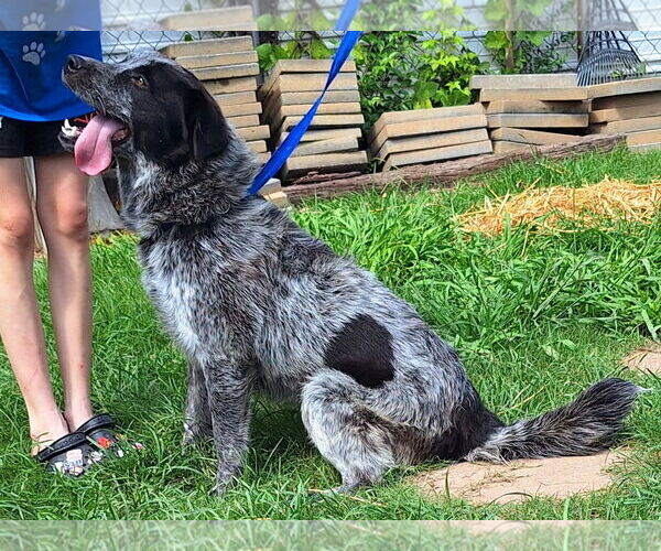 Medium Photo #4 Australian Shepherd-Unknown Mix Puppy For Sale in Wetumpka, AL, USA