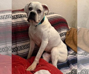 Alfa - Female Boxer Dog for Adoption - Photo #9
