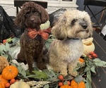 Small Photo #1 F2 Aussiedoodle-Poodle (Toy) Mix Puppy For Sale in BROOKS, GA, USA