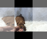 Small #2 Cavapoo (Toy)