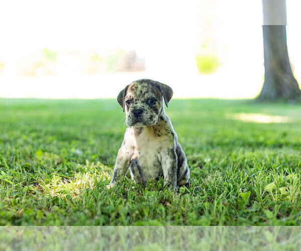 Medium Photo #8 English Bulldog-Mastiff Mix Puppy For Sale in WARSAW, IN, USA