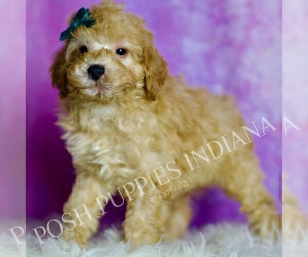 Medium Photo #68 Poodle (Miniature) Puppy For Sale in WARSAW, IN, USA