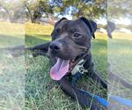 Small Photo #2 American Staffordshire Terrier-Unknown Mix Puppy For Sale in Tallahassee, FL, USA