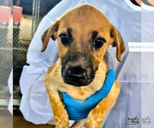 Spaniel-Unknown Mix Dogs for adoption in Washington, DC, USA