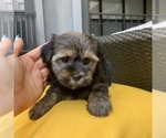 Small Photo #8 Havashire Puppy For Sale in HOUSTON, TX, USA
