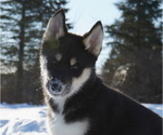 Small Photo #3 Siberian Husky Puppy For Sale in FORT PLAIN, NY, USA