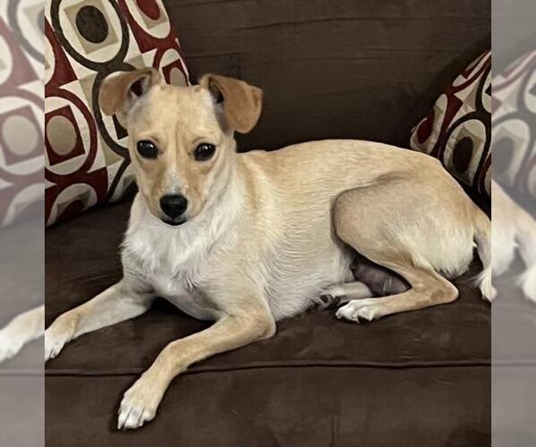 Medium Photo #6 Chihuahua Puppy For Sale in San Diego, CA, USA