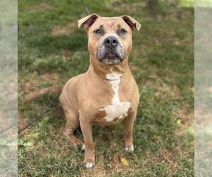 Mutt Dogs for adoption in Modesto, CA, USA