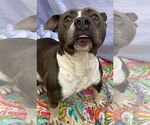 Small #9 American Bulldog
