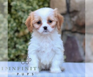 Cavapoo Puppy for sale in EAST EARL, PA, USA