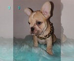 Small Photo #6 French Bulldog Puppy For Sale in PIONEER, CA, USA