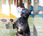 Small Photo #5 American Pit Bull Terrier-Mountain Cur Mix Puppy For Sale in Calhoun, GA, USA