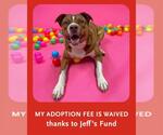 Small #6 Boxer-Catahoula Leopard Dog Mix