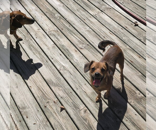 Medium Photo #3 Dachshund-Unknown Mix Puppy For Sale in Columbus, IN, USA