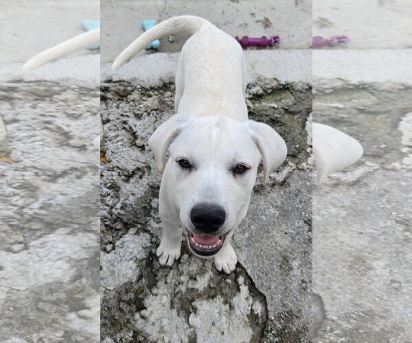 Medium Photo #1 Labrador Retriever Puppy For Sale in Tracy City, TN, USA