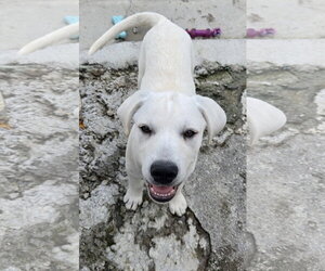 Labrador Retriever Dogs for adoption in Tracy City, TN, USA