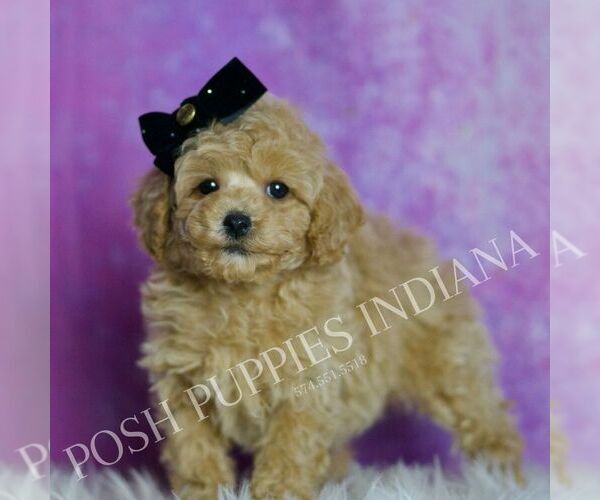 Medium Photo #20 Poodle (Toy) Puppy For Sale in WARSAW, IN, USA