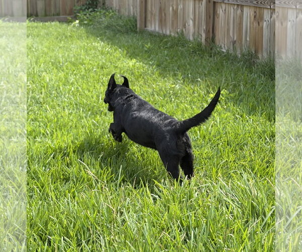 Medium Photo #2 Labrador Retriever-Unknown Mix Puppy For Sale in Virginia Beach, VA, USA