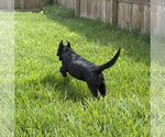 Small #1 Labrador Retriever Mix