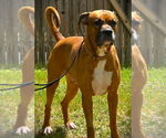 Small #8 Boxer