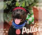 Small #6 Rottweiler-American Pit Bull Terrier