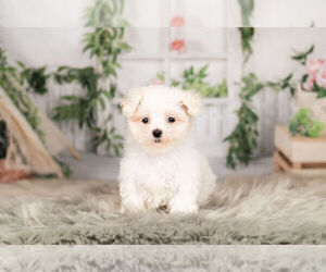 Maltese Puppy for sale in WARSAW, IN, USA