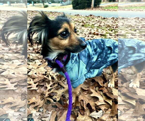 Medium Photo #7 Dachshund Puppy For Sale in Arlington, VA, USA