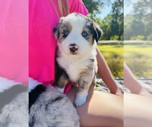 Miniature Australian Shepherd Puppy for sale in BLUE EYE, MO, USA