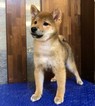 Small Photo #2 Shiba Inu Puppy For Sale in LOS ANGELES, CA, USA