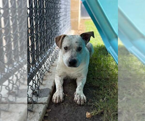 Medium Photo #1 Mutt Puppy For Sale in Riverside, CA, USA