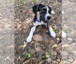 Small #5 Mutt